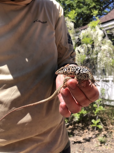 iNaturalist observation photo of Western Whiptail