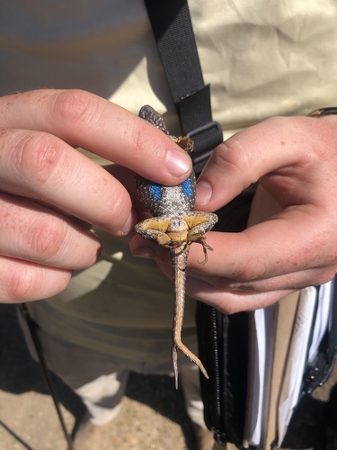iNaturalist observation photo of Western Fence Lizard