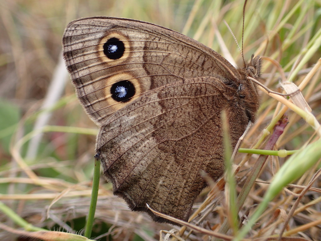 Wood nymph butterfly