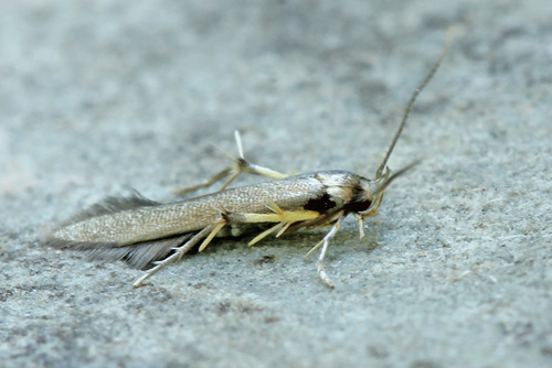 Stathmopoda aenea