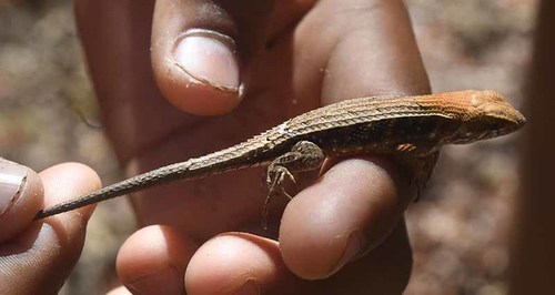 Longtail Spiny Lizard