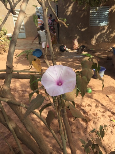 Ipomoea carnea fistulosa