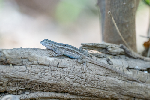 Southwestern Fence Lizard
