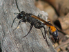 Ammophila pictipennis - Photo (c) Timothy Reichard, all rights reserved, uploaded by Timothy Reichard