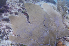 Gorgonia flabellum image