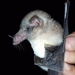 Long-tongued Bat - Photo (c) L. Ernesto Pérez-Montes, all rights reserved, uploaded by L. Ernesto Pérez-Montes