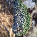 Tree Flute Lichen - Photo (c) janellspirup, all rights reserved, uploaded by janellspirup