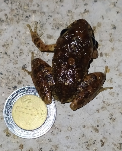 Rugulose Rainfrog