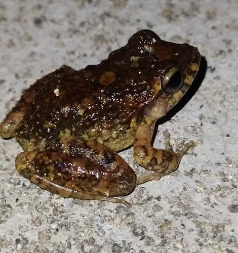 Rugulose Rainfrog