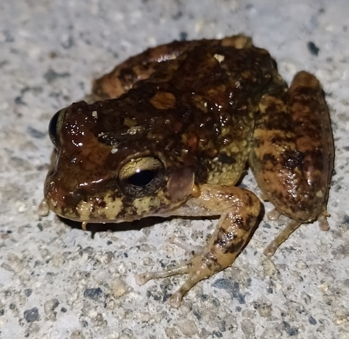 Rugulose Rainfrog