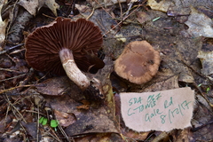 Cortinarius torvus image
