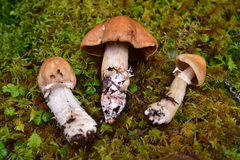 Cortinarius caperatus image