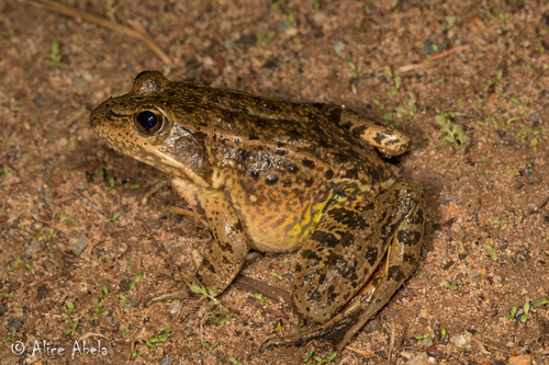 California Red-legged Frog