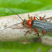 Cantharis - Photo (c) Tig, all rights reserved, uploaded by Tig