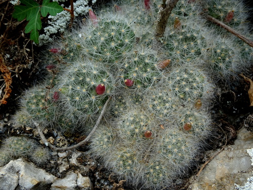 Mammillaria glassii