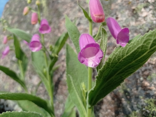 Spanish Peaks Foxglove