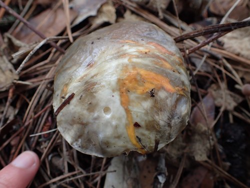 Pungent Slippery Jack