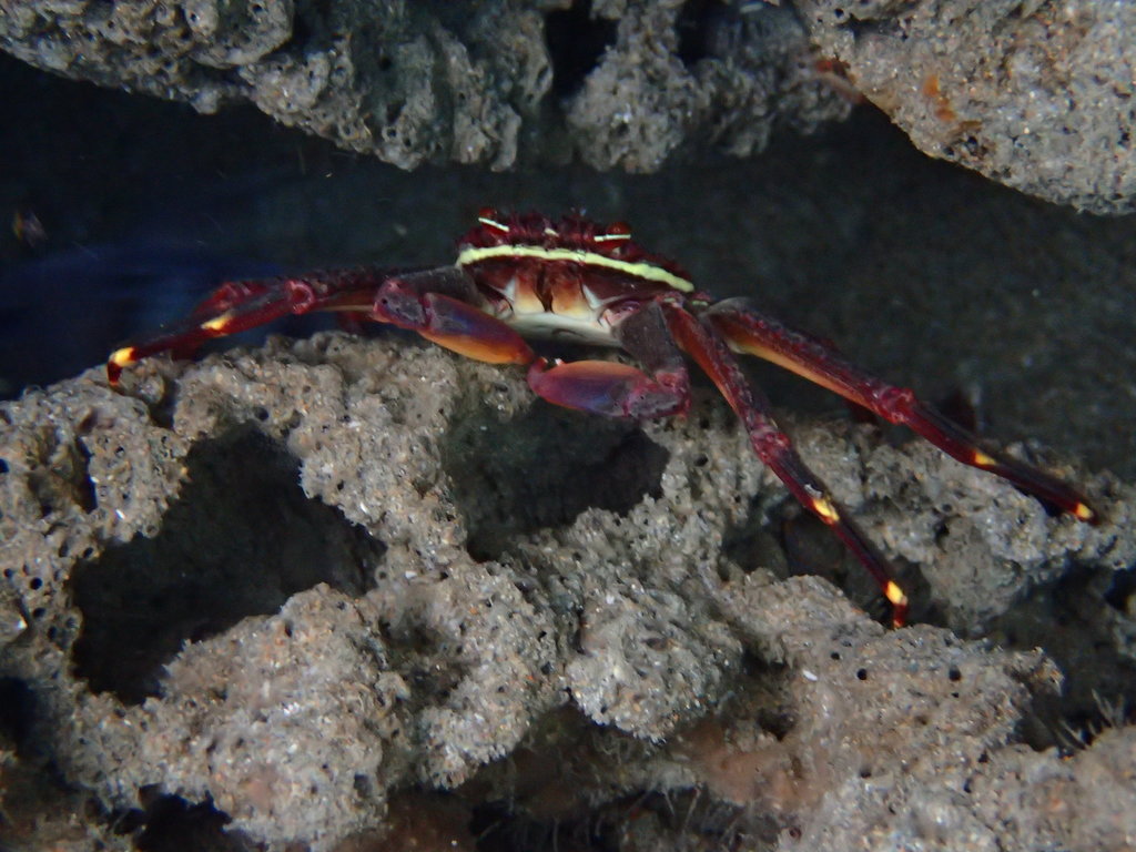 Cangrejo erizo (Percnon gibbesi) · iNaturalist Mexico, image size:1024x768