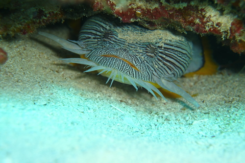 Splendid Toadfish