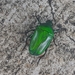 Euchloropus laetus - Photo (c) missnarjess, all rights reserved, uploaded by missnarjess