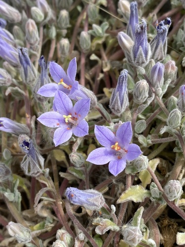 Campanula constantini