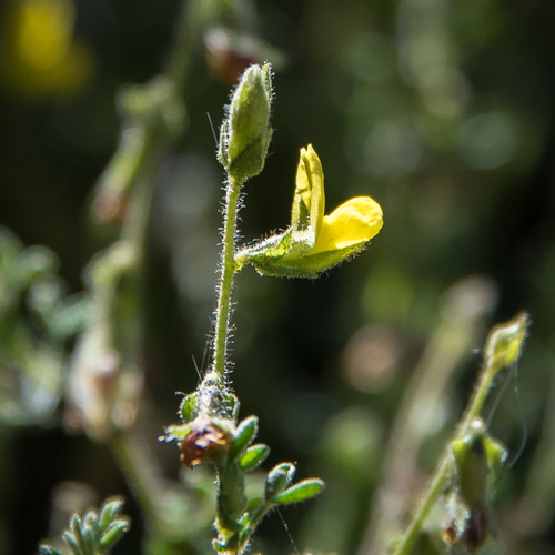 Melolobium