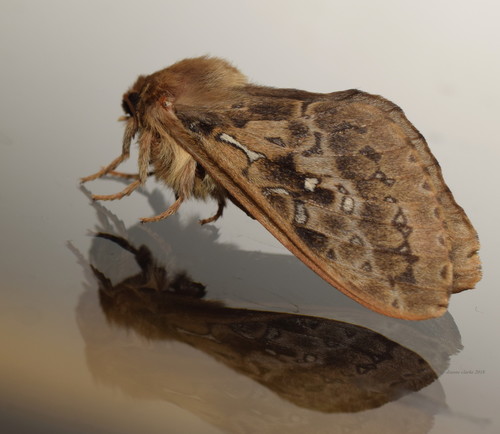 Wiseana cervinata (Walker, 1865)