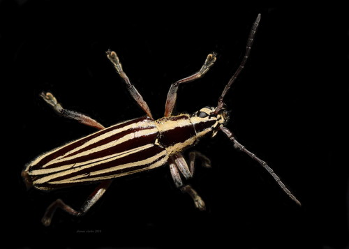 Coptomma lineatum