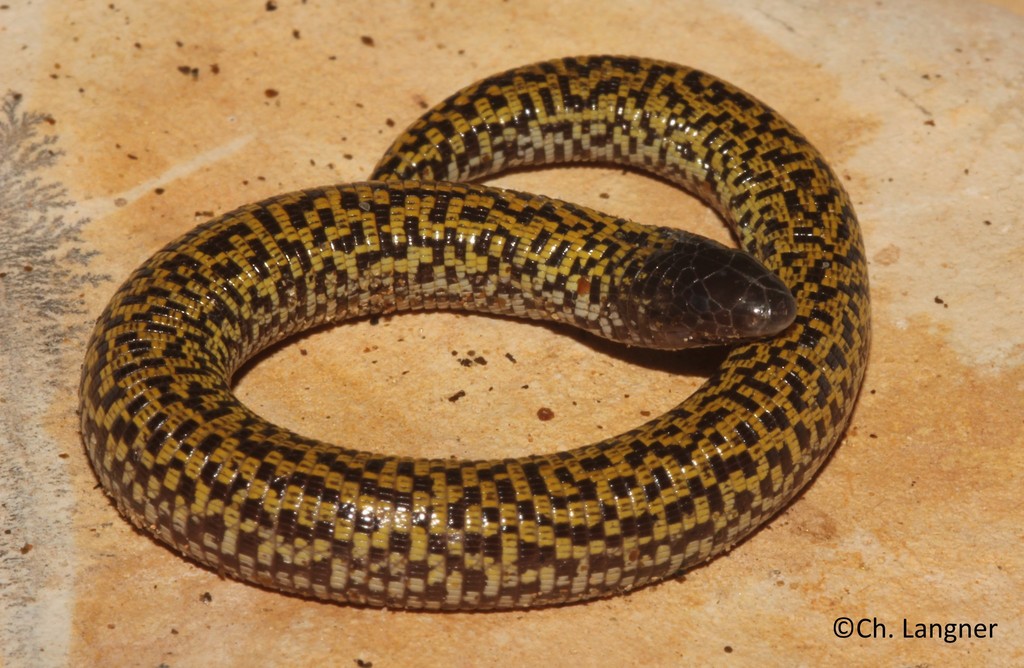 Checkerboard Worm Lizard (Trogonophis wiegmanni) · iNaturalist