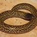 Checkerboard Worm Lizard - Photo (c) Christian Langner, all rights reserved, uploaded by Christian Langner