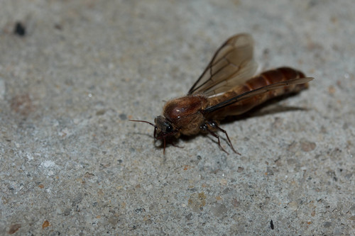 Red Driver Ant