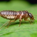 Black-winged Subterranean Termite - Photo (c) Fan Gao, all rights reserved, uploaded by Fan Gao