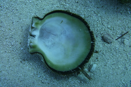 Digitate Thorny Oyster