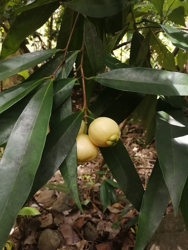 Syzygium image