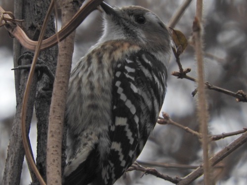 Japanese Pygmy Woodpecker