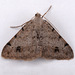 Californian Granite Moth - Photo (c) Gary McDonald, all rights reserved, uploaded by Gary McDonald