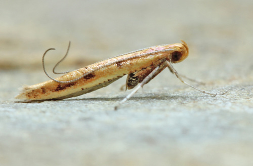 Caloptilia alnicolella