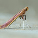 Caloptilia invariabilis - Photo (c) David Beadle, todos los derechos reservados, subido por David Beadle