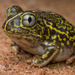 Northern Trilling Frog - Photo (c) Adam Brice, all rights reserved, uploaded by Adam Brice