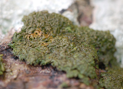 Anaptychia runcinata