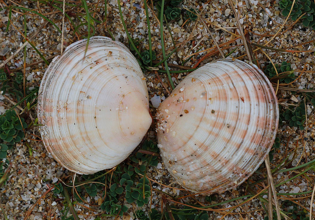 Blunt Tellin from Shell Bay, Herm, Guernsey on April 30, 2007 by Tig ...