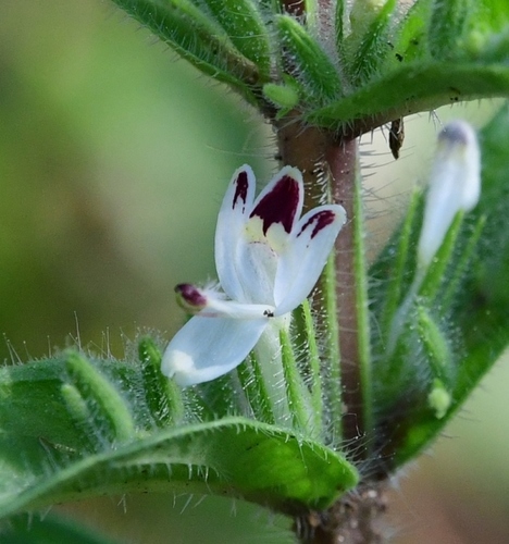 Andrographis echioides