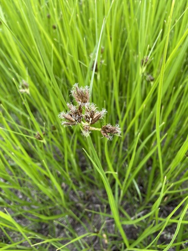 iNaturalist observation photo of sea clubrush