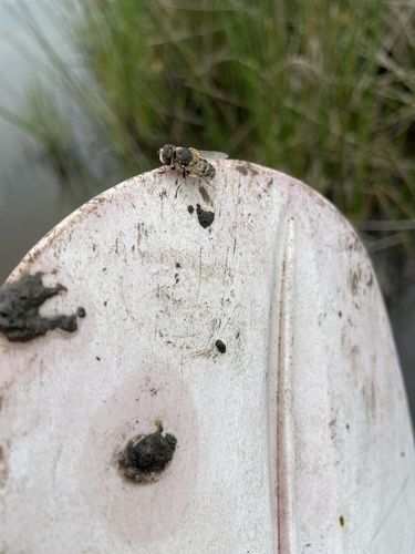 iNaturalist observation photo of Yellow-shouldered Drone Fly