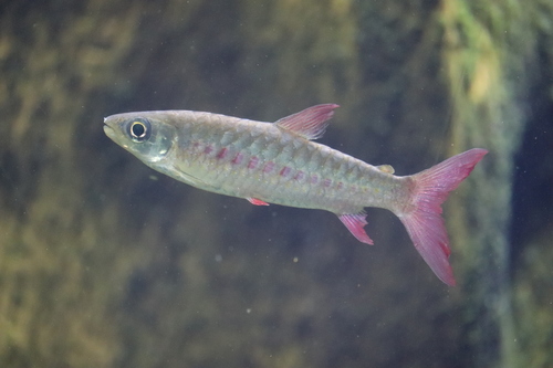 Pink-tailed Chalceus