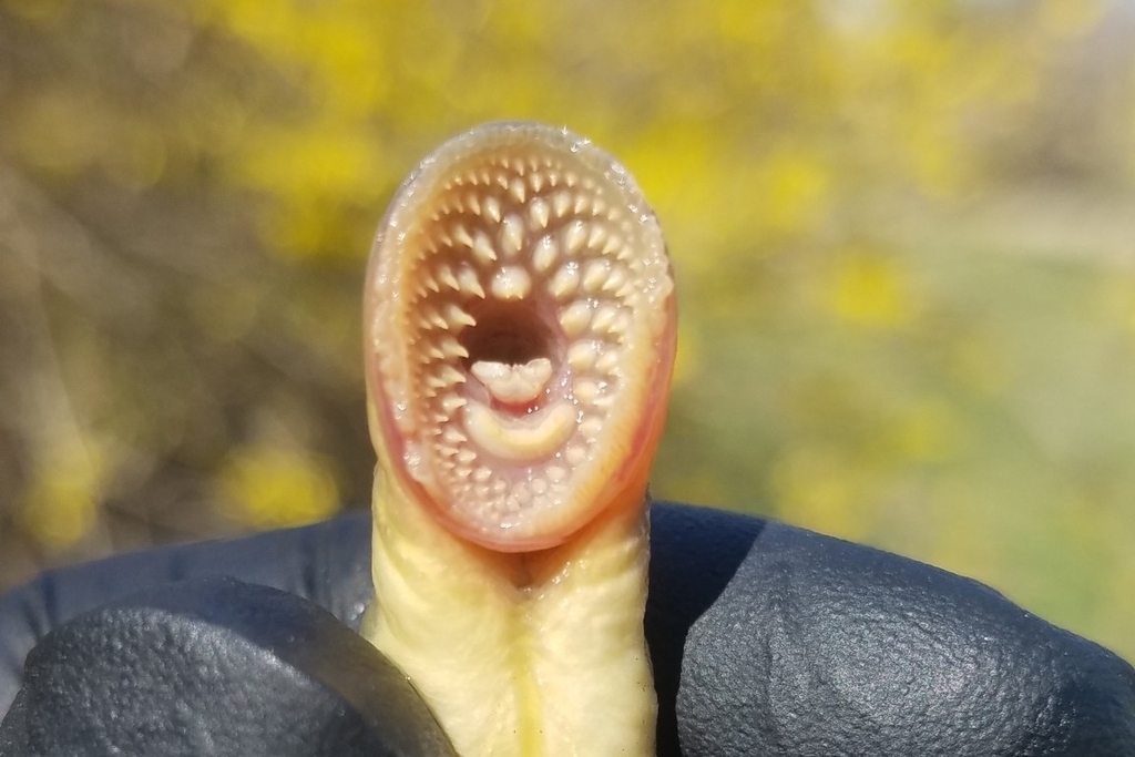 giant leech with teeth