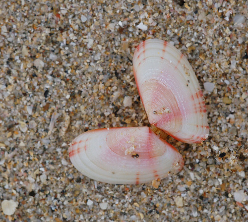 Moerella donacina