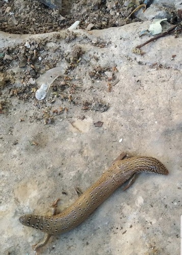 Ocellated Bronze Skink