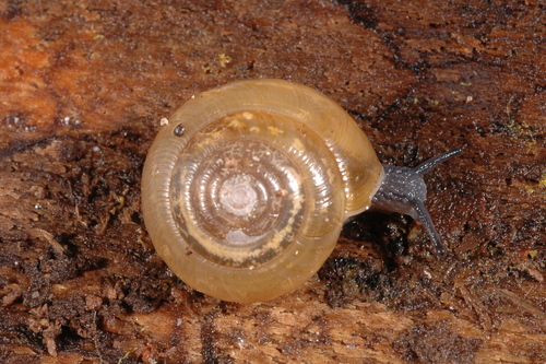 Perforate Dome Snail