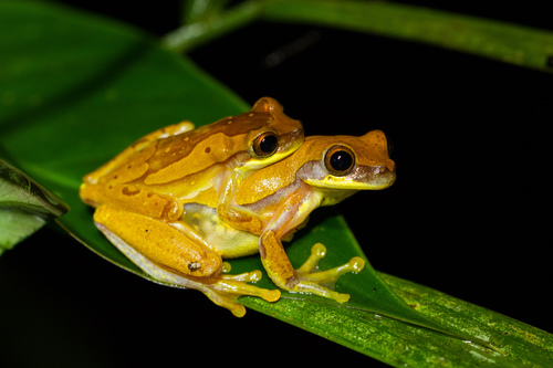 Harlequin Treefrog